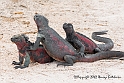 3477 3 Marine Iguanas